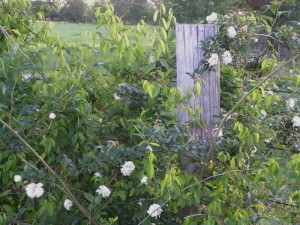 trail-of-tears-roses