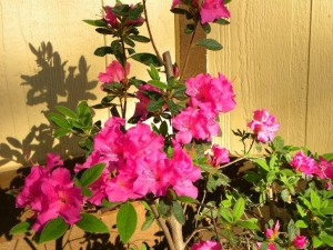 azaleas-2Bin-2Bfront