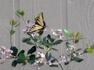 butterfly on Indian Hawthorne