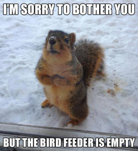 squirrel meme