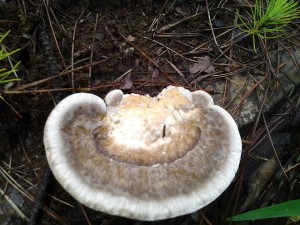 mushroom on treestump1