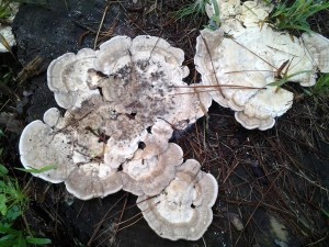 mushroom on treestump2