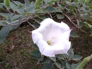 moon flower