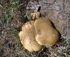 yellow mushrooms