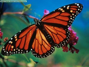 monarch-butterfly