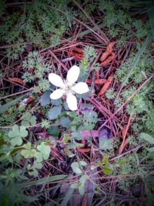 berry flower