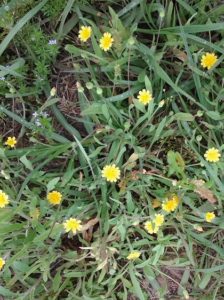 yellow wildflowers