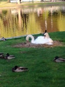 Swans nesting