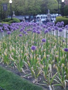 purple flowers in boston