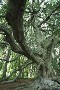 weeping beech