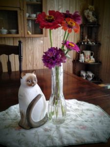 cat and flowers 6-16