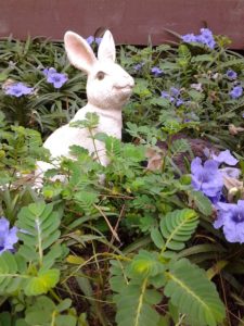 bunny-in-petunias