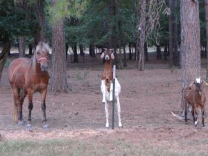 banjoandgoats8-2010